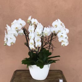 White orchids in a white pot on a wooden table