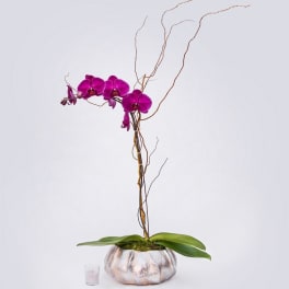 Purple orchid arrangement in a metallic planter with decorative branches