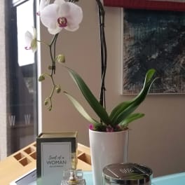 White orchid in a pot with perfume, candle, and a decorative bottle