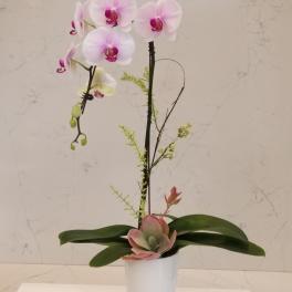 Pink orchid arrangement in a white pot with a succulent accent