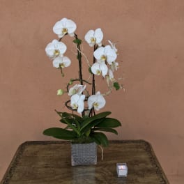 White orchid arrangement in a square glass vase with a small candle beside it