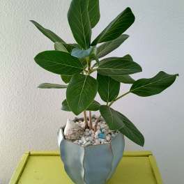 Potted green houseplant in a light blue ceramic pot with white pebbles