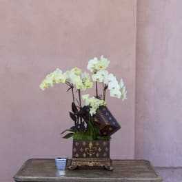 White orchids arranged in a decorative square planter on a table