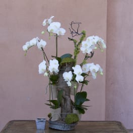 White orchids arranged around a rustic wood centerpiece on a table