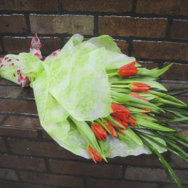 Bouquet of orange tulips wrapped in pale green paper