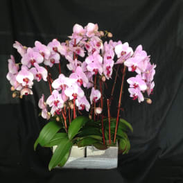 Pink orchid arrangement in a silver rectangular planter