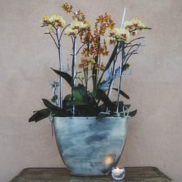 Potted orchid arrangement with yellow blooms in a blue vase