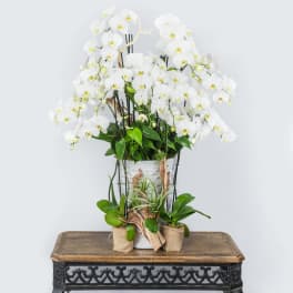 White orchid arrangement in a white pot with small potted plants