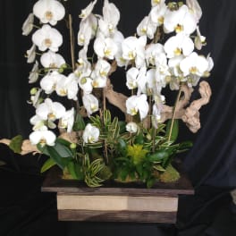 White orchid arrangement in a wooden box with driftwood accents