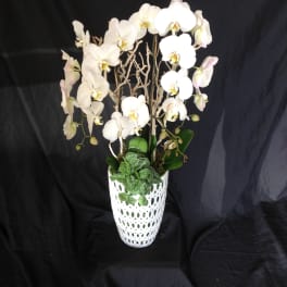 White orchids arranged in a decorative white vase