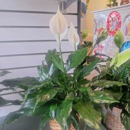 6in Spathiphyllum (Peace Lily)
