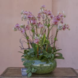 Pink orchid arrangement in a glass bowl with trailing greenery