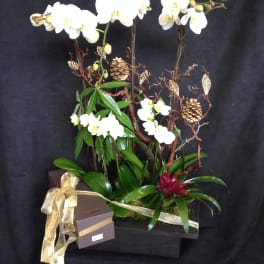 White orchid arrangement in a dark box with gold ribbon and a gift box