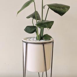 Potted monstera plant in a white planter on a metal stand