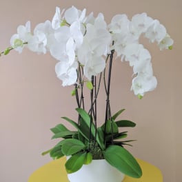 White orchid arrangement in a white pot with broad green leaves