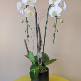 White orchid arrangement in a black pot with tall stems