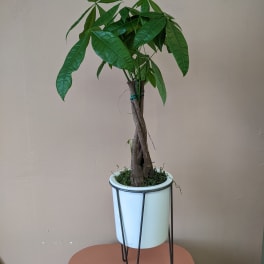 Potted money tree plant in a white planter on a metal stand