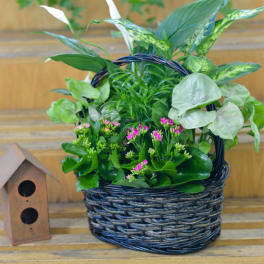 Potted green plant arrangement in a woven basket with small pink blooms