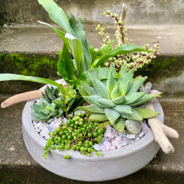 Succulent planter in a round concrete bowl with decorative stones