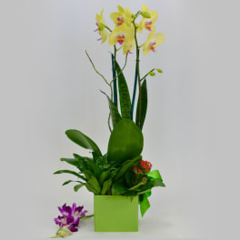 Yellow orchids in a green square container with purple orchid blooms nearby