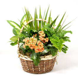 Basket planter with orange flowers and assorted green foliage