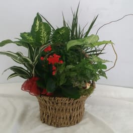 Mixed green plant arrangement with small red flowers in a woven basket