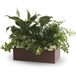 Rectangular planter with green foliage and white peace lilies