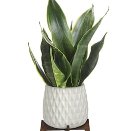 Potted snake plant in a white textured planter on a wooden stand