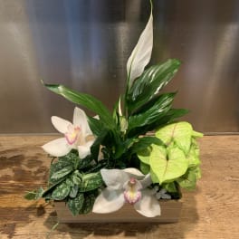 White orchids and green houseplants arranged in a rectangular wooden planter
