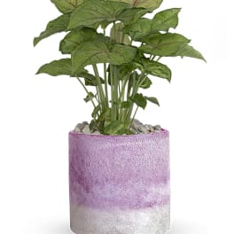 Potted green plant in a pink ceramic planter with pebbles on top