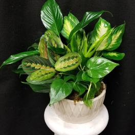 Potted green foliage plant with variegated leaves in a white ceramic pot