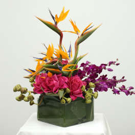 Tropical Radiance