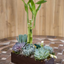 Succulent arrangement with bamboo stalks in a rectangular wooden planter