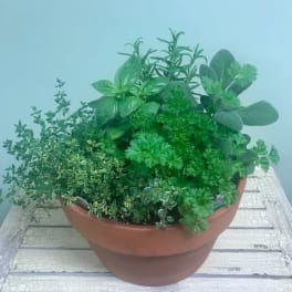A terracotta bowl planter filled with assorted green herbs and foliage