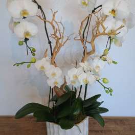 White orchids arranged in a white ceramic pot with decorative branches