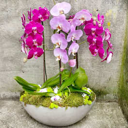 Color Phalaenopsis Orchid Plant Trio