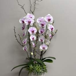 Tall white and pink phalaenopsis orchid plant with succulents in a white pot