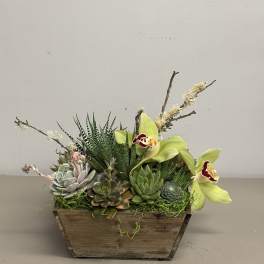 Low wooden planter filled with assorted succulents and green cymbidium orchids.