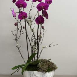Potted magenta phalaenopsis orchids with succulents in a white marble ceramic bowl