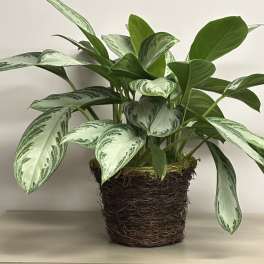 Variegated green houseplant in a rustic woven pot on a light surface