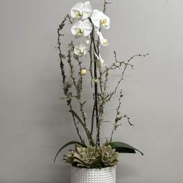 White phalaenopsis orchid with succulents and branches in a white textured ceramic pot