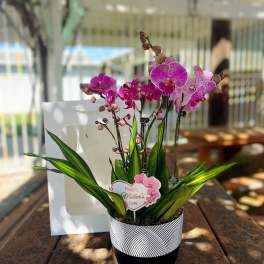 Pink orchids in a black-and-white pot with a Mother's Day tag