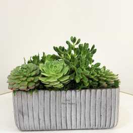 Modern Desk Succulent