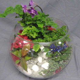Glass bowl terrarium with purple orchids and assorted plants