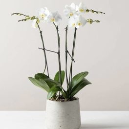 4 Stem Orchid