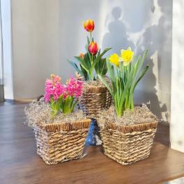 Designer's Choice/Spring bulbs in basket