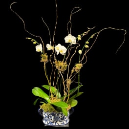 White orchids arranged in a blue-and-white ceramic planter