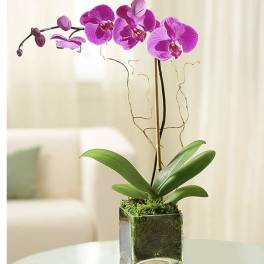 Single Stem Pink Orchid