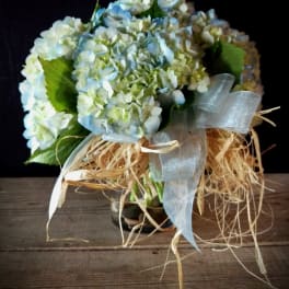 Bouquet of pale blue and white hydrangeas with a sheer ribbon