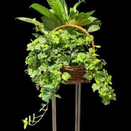 Basket of trailing ivy and leafy green plants on a stand